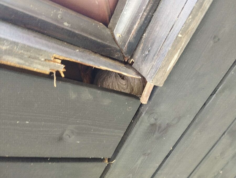 Relocate bees & remove bee nest