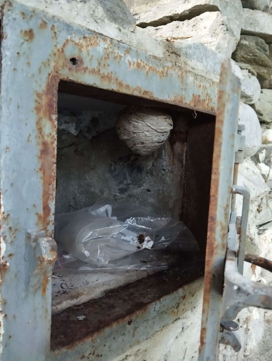 Bee nest at the house remove