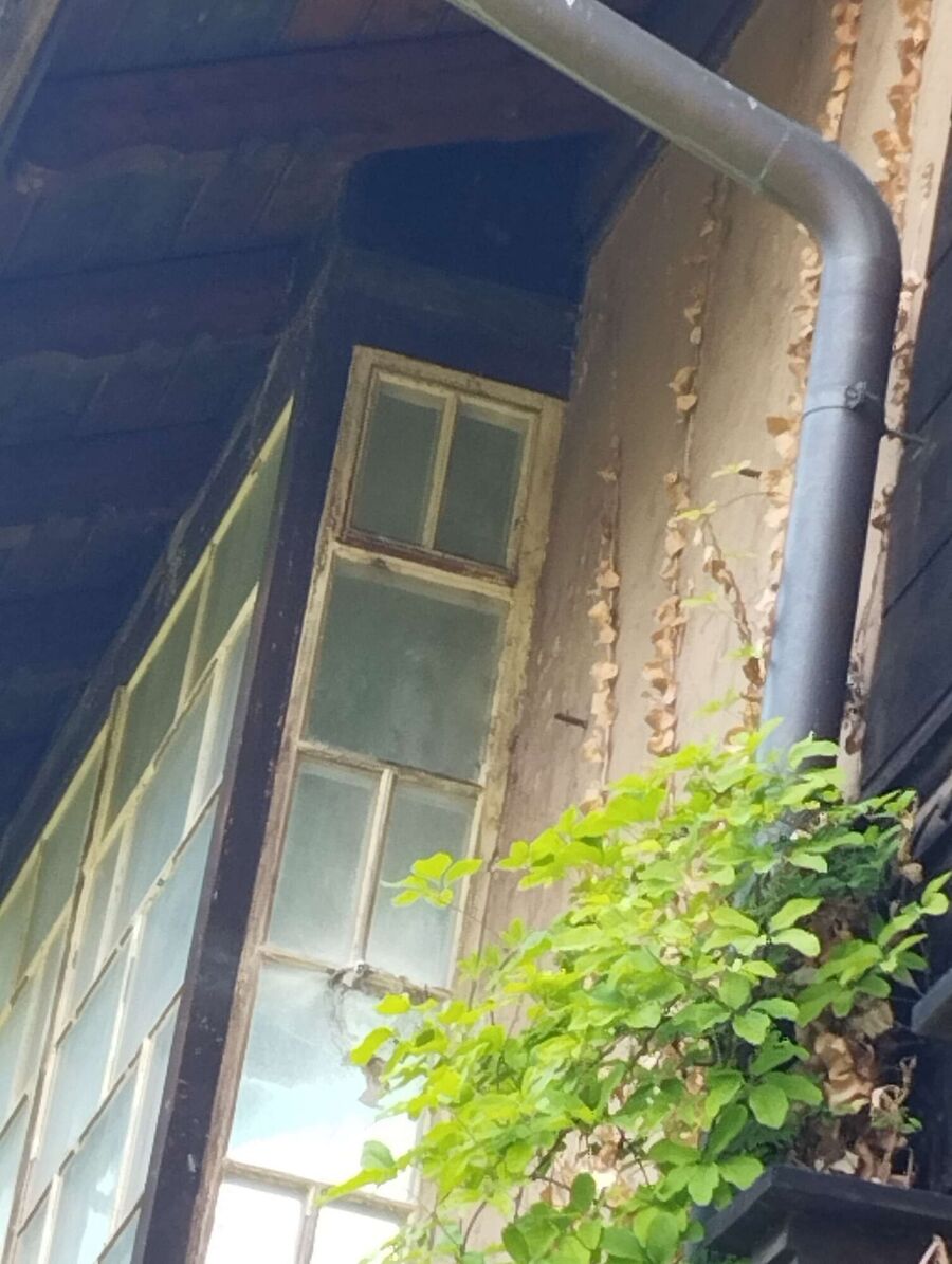 Relocate bees & remove bee nest