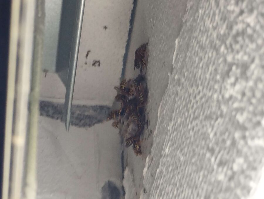 Bee nest at the house remove