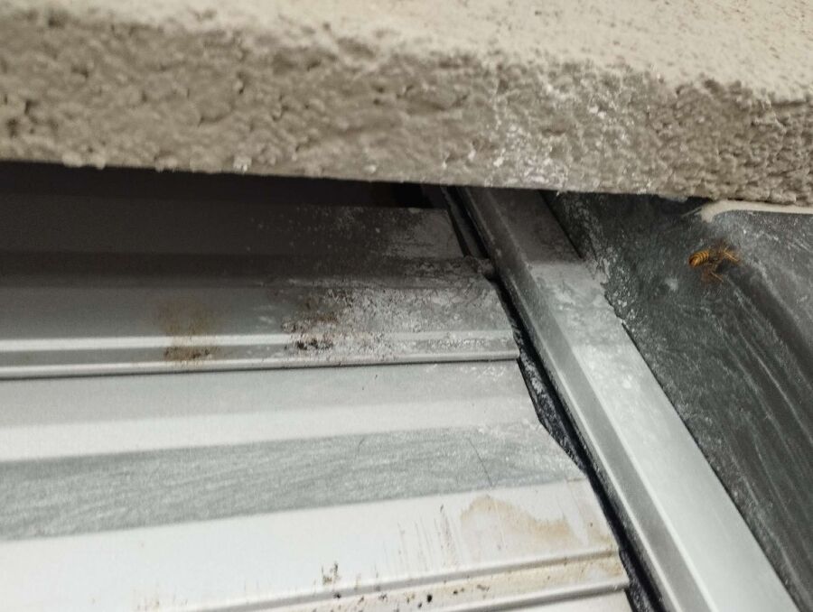 Relocate bees & remove bee nest