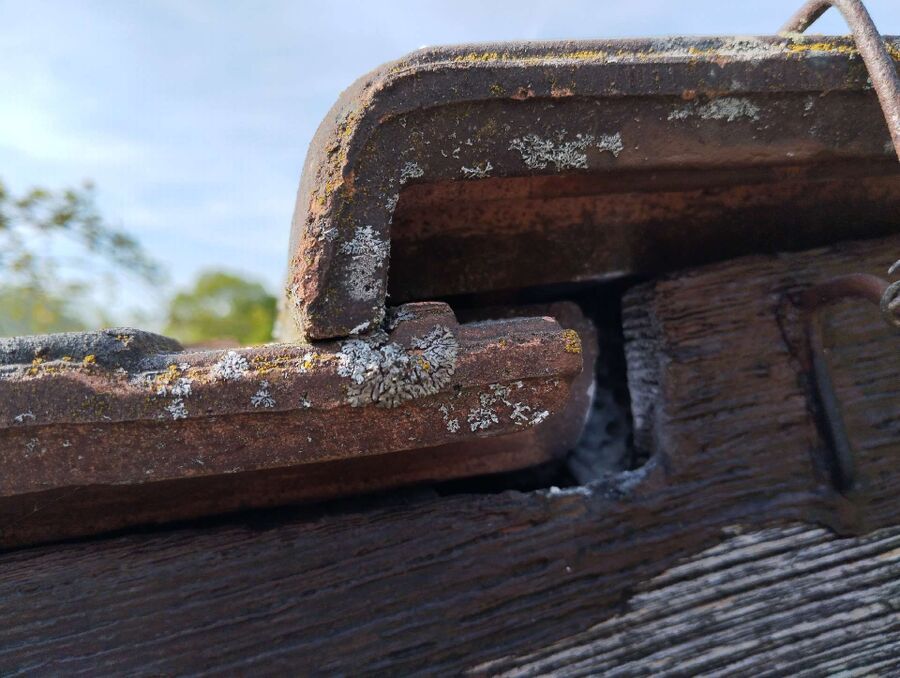 Relocate bees & remove bee nest