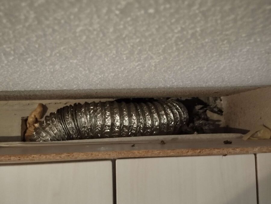 Bee nest at the house remove