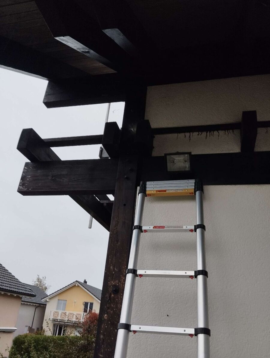 Relocate bees & remove bee nest