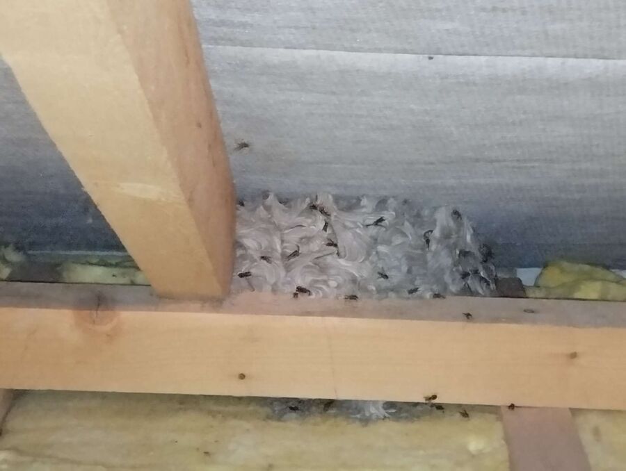 Bee nest at the house remove