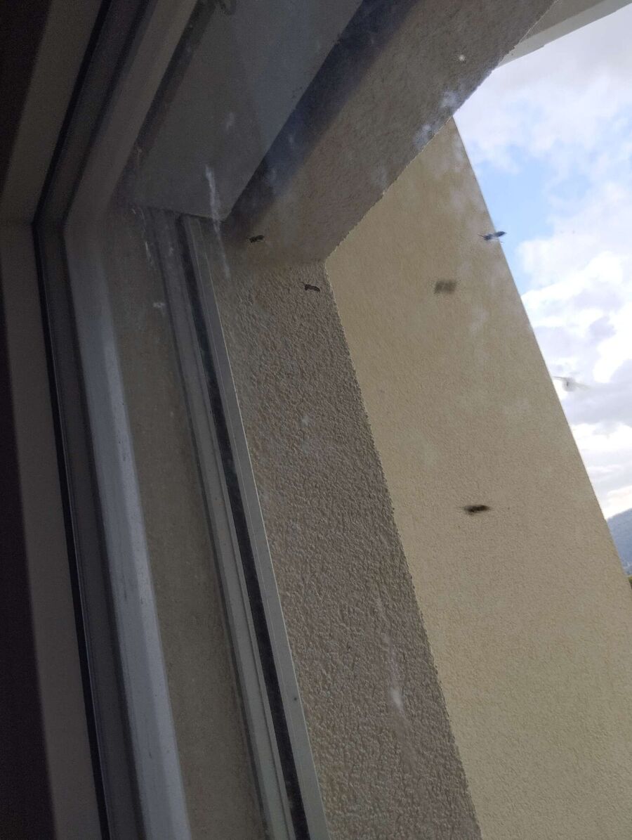 Bee nest at the house remove