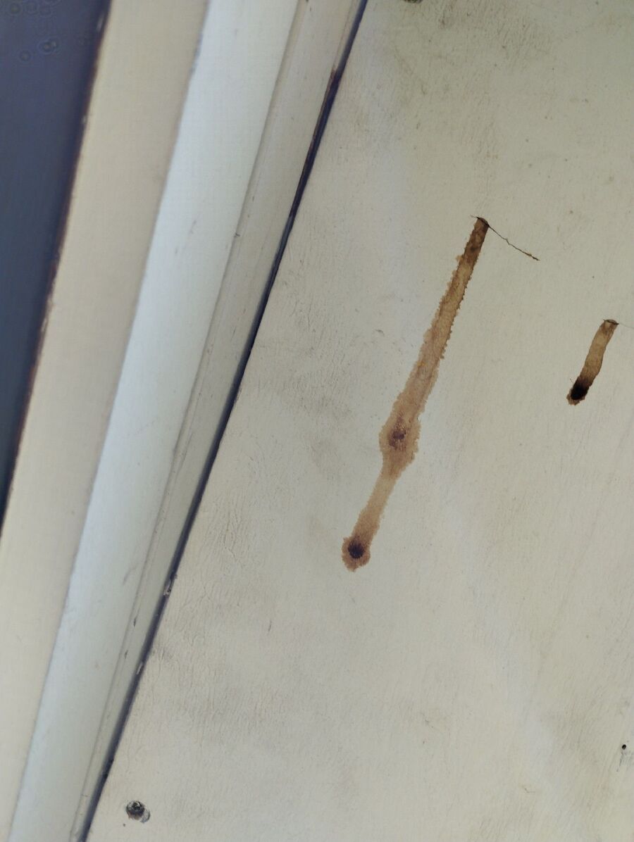 Bee nest at the house remove