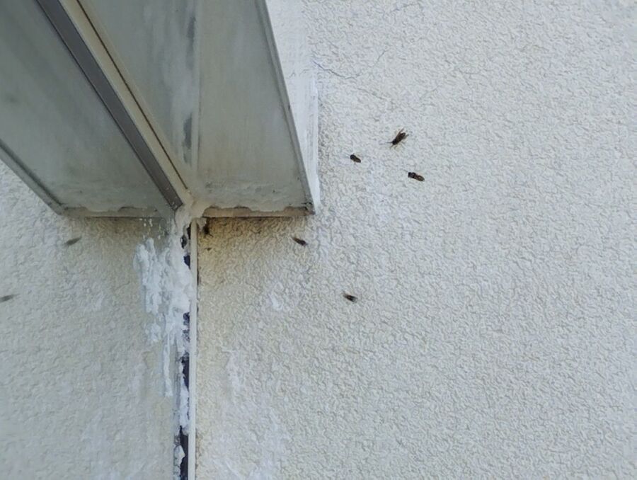 Bee nest at the house remove