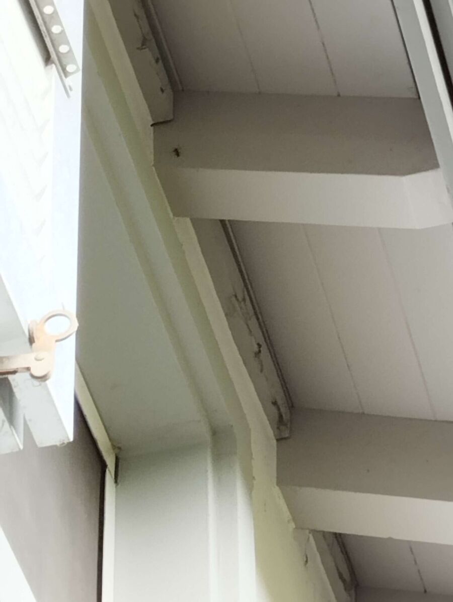 Bee nest at the house remove