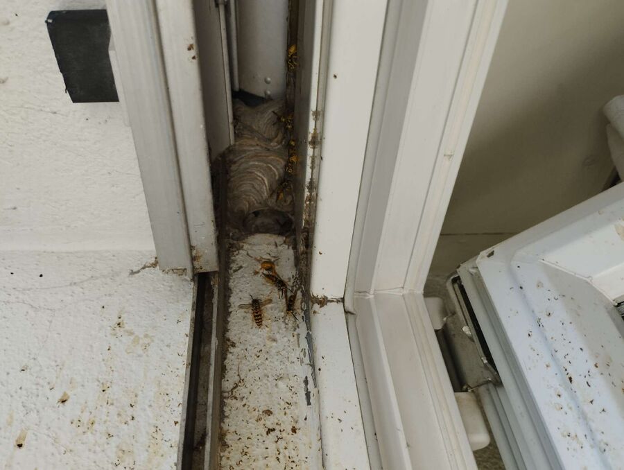 Bee nest at the house remove