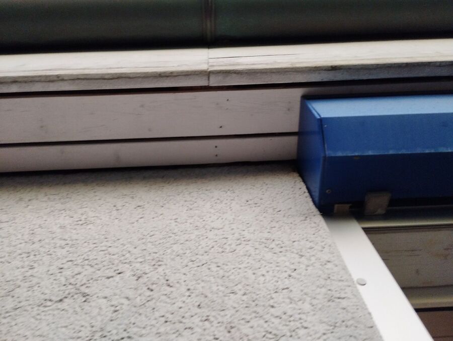 Relocate bees & remove bee nest