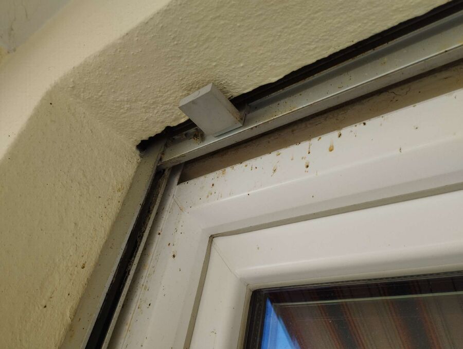 Relocate bees & remove bee nest