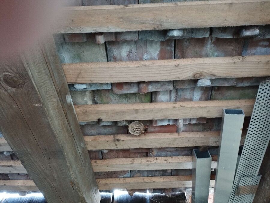 Relocate bees & remove bee nest