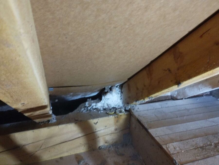 Bee nest at the house remove