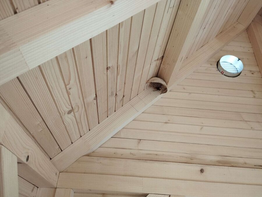 Relocate bees & remove bee nest