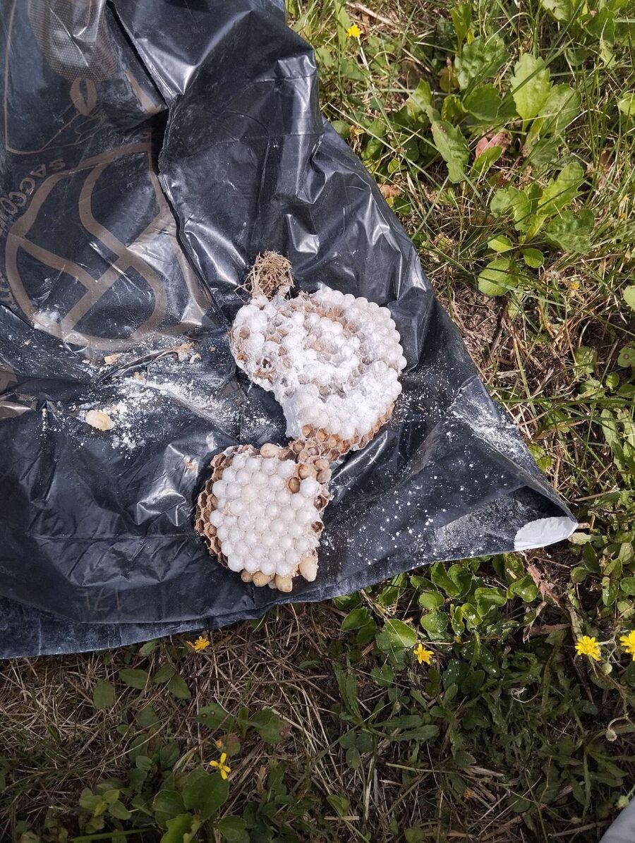 Relocate bees & remove bee nest