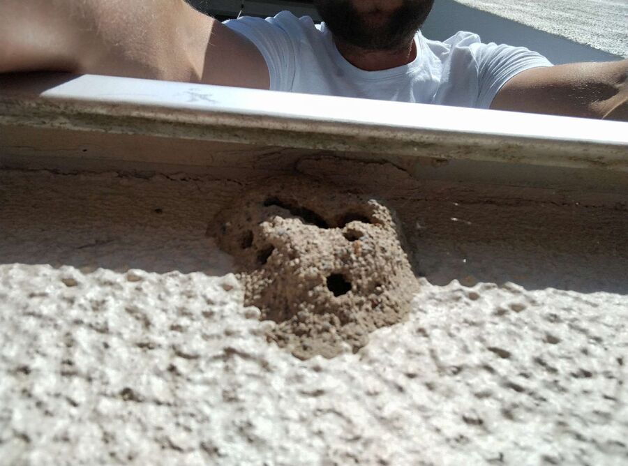 Bee nest at the house remove