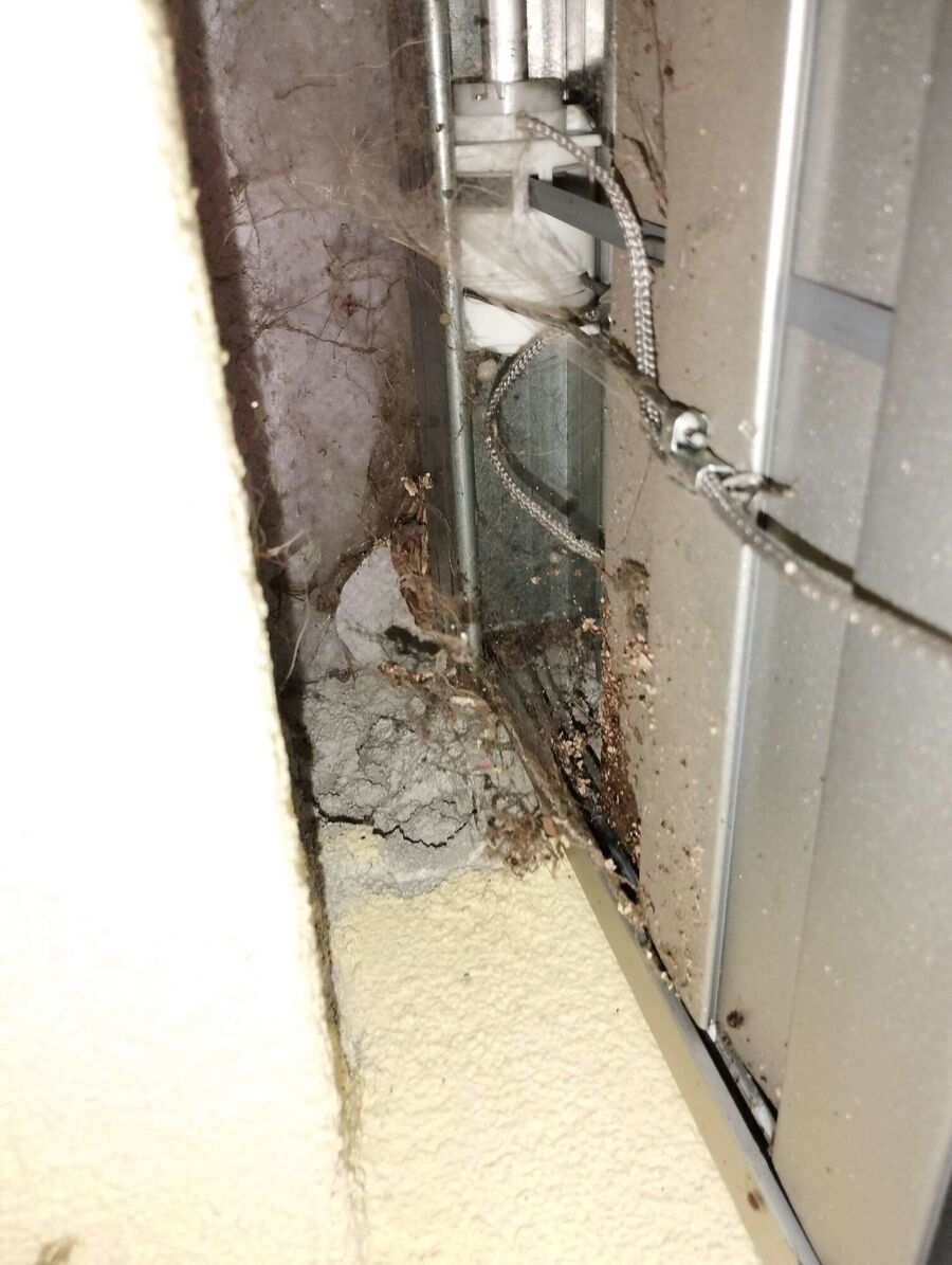 Relocate bees & remove bee nest