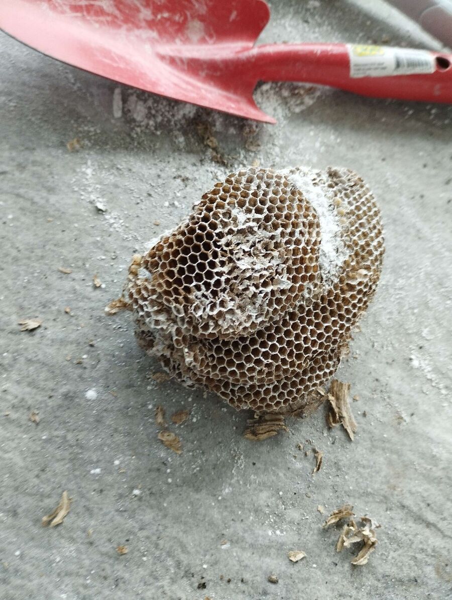 Remove bee nest