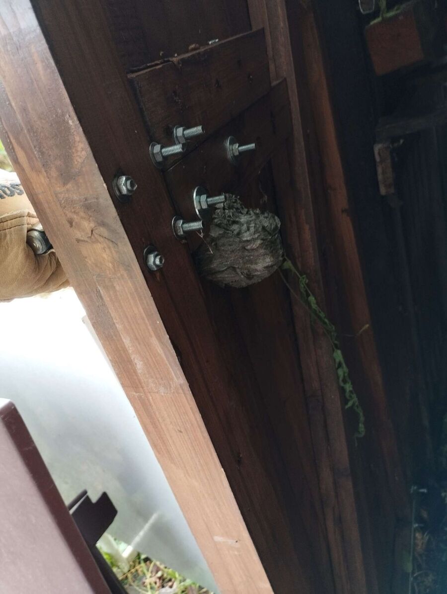 Bee nest at the house remove