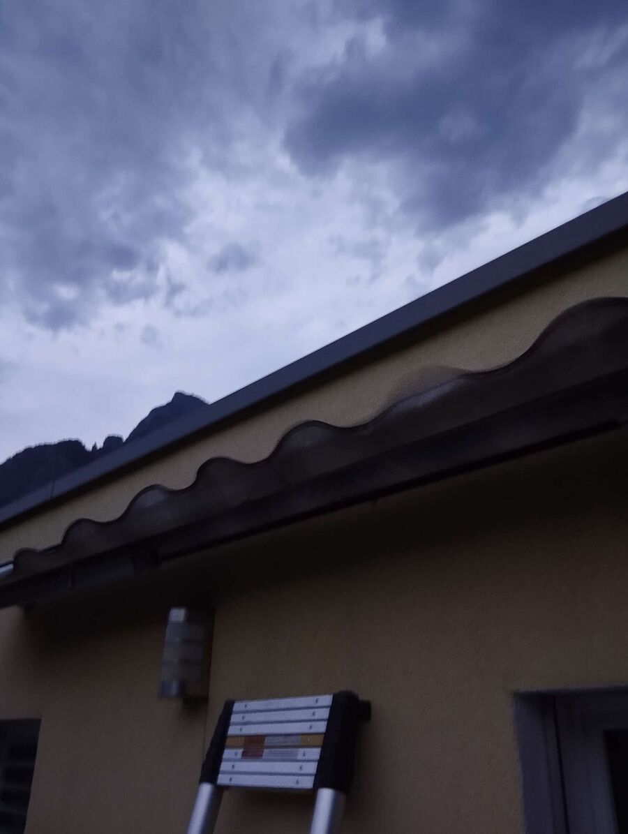 Relocate bees & remove bee nest