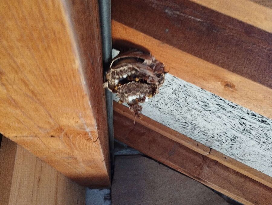 Bee nest at the house remove