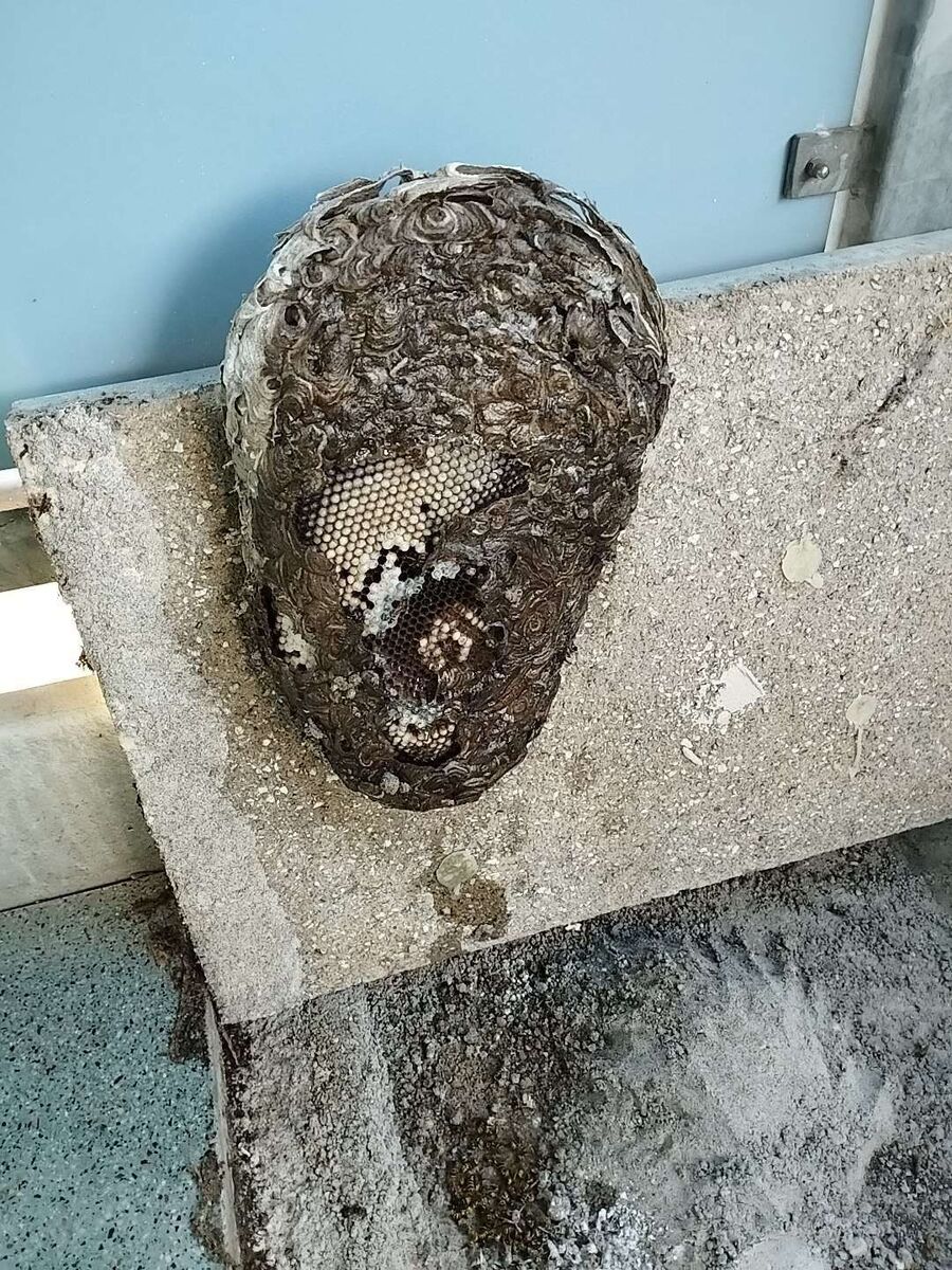 Relocate bees & remove bee nest