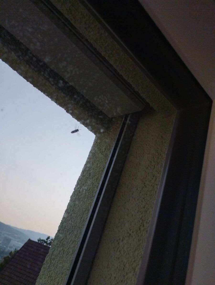 Bee nest at the house remove