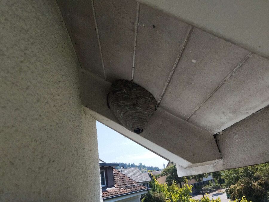 Relocate bees & remove bee nest