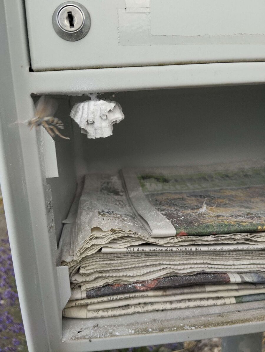 Bee nest at the house remove