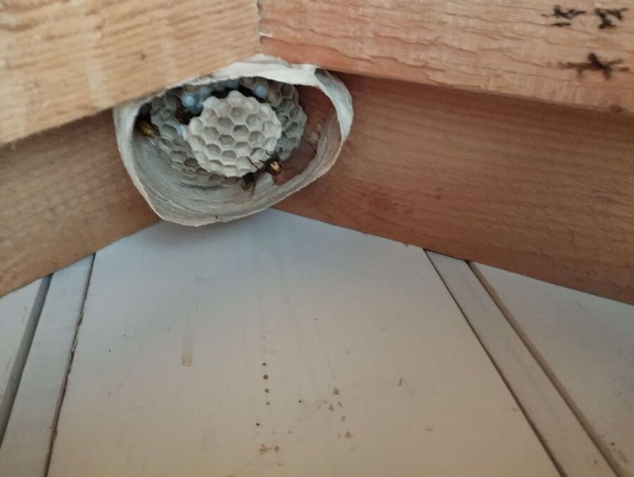 Bee nest at the house remove