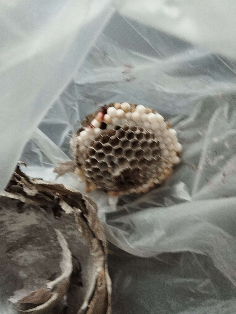 Bee nest at the house remove