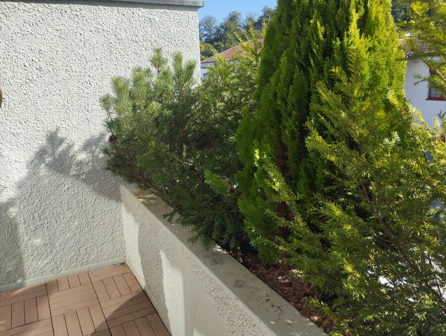 Relocate bees & remove bee nest