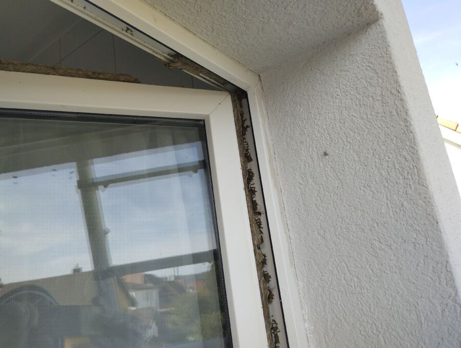 Bee nest at the house remove