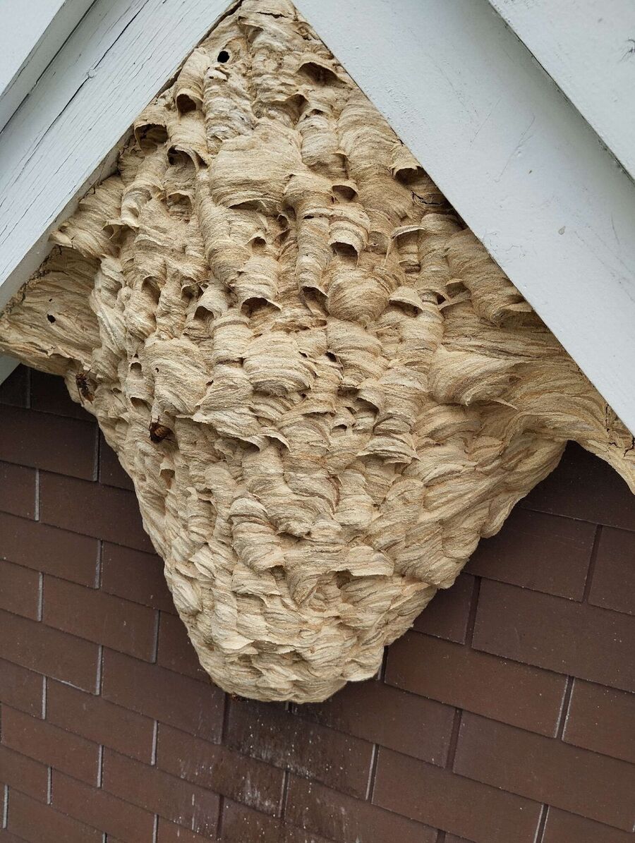Bee nest at the house remove