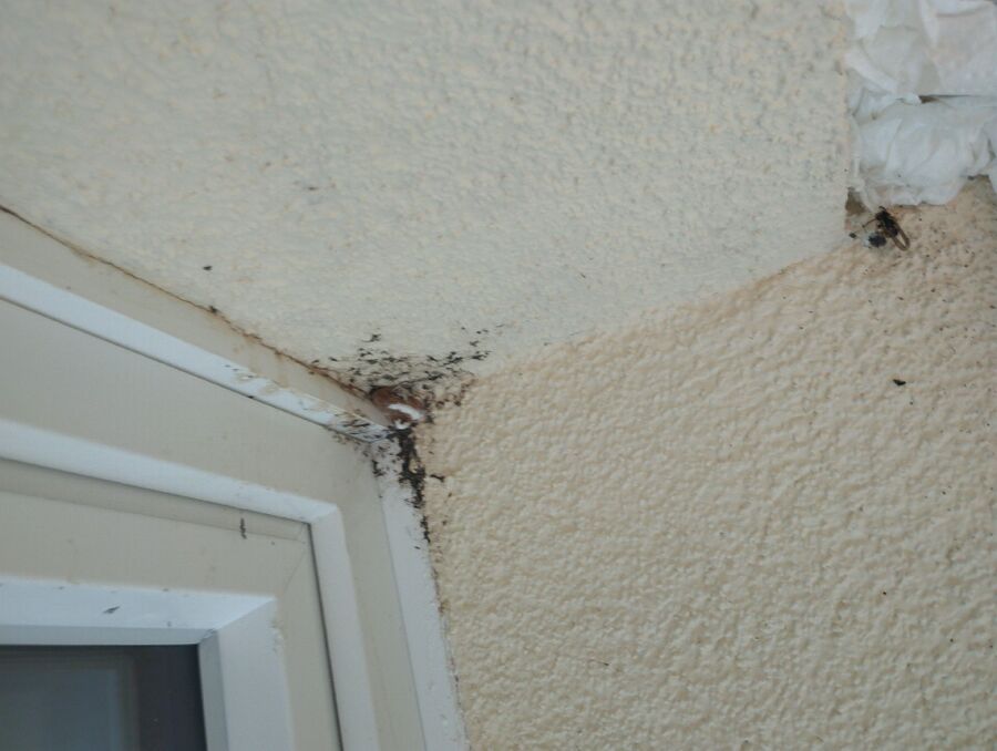 Bee nest at the house remove