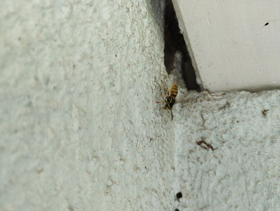 Relocate bees & remove bee nest