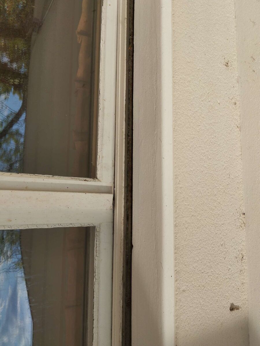 Relocate bees & remove bee nest