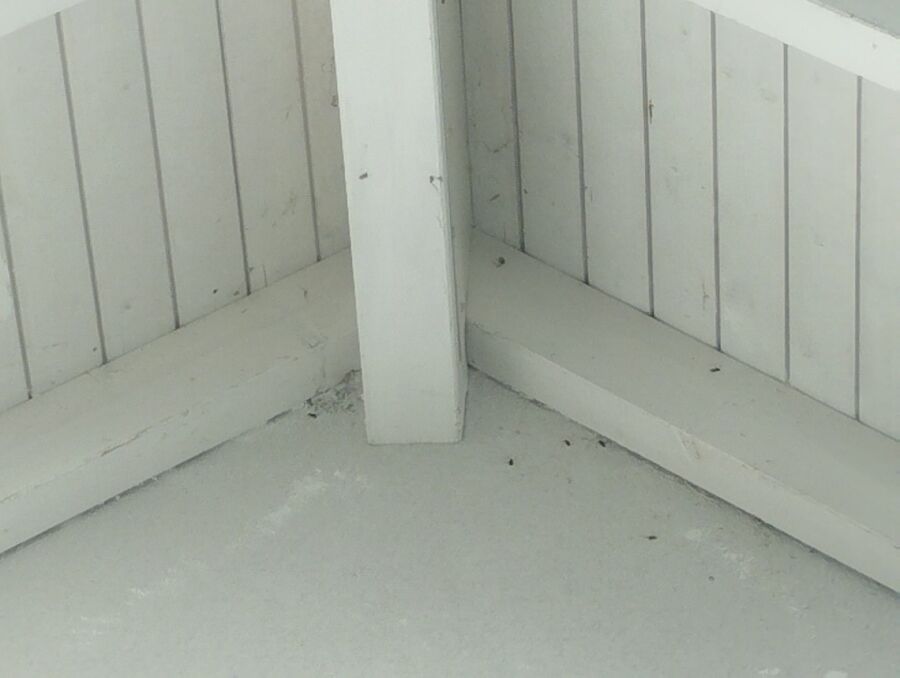 Bee nest at the house remove