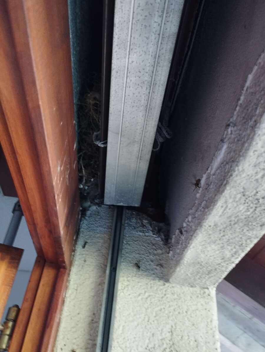 Relocate bees & remove bee nest