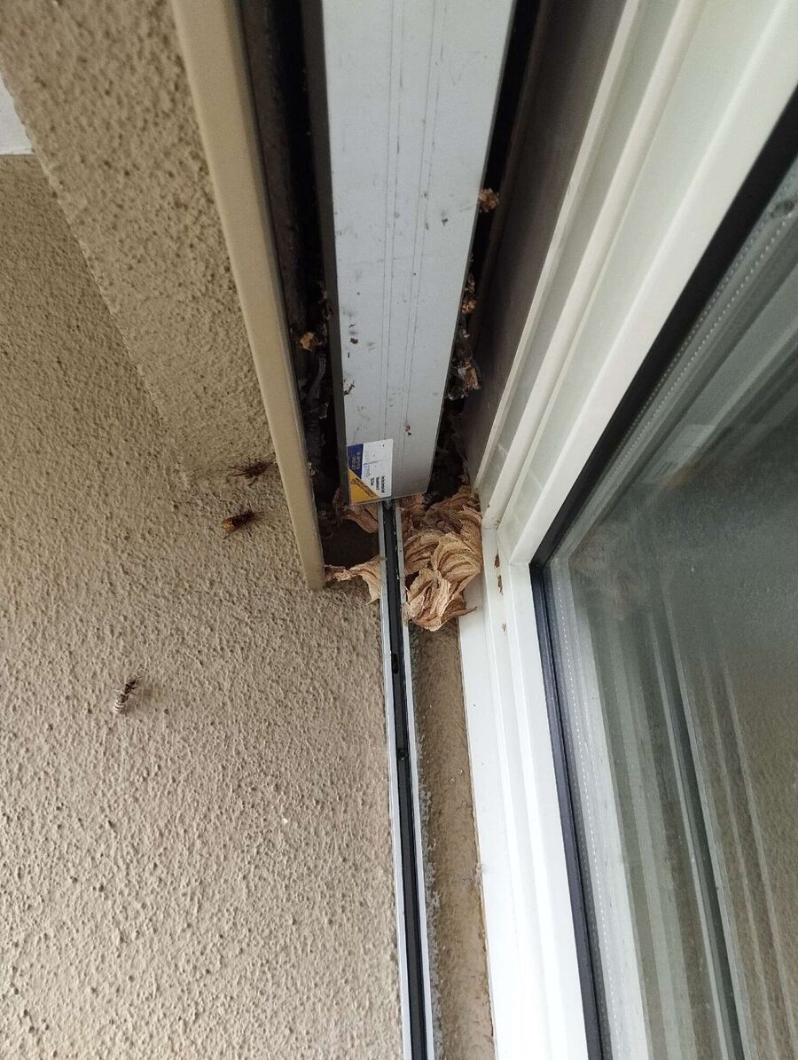 Remove bee nest