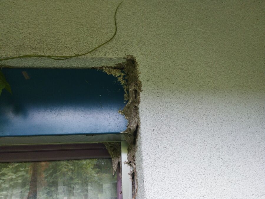 Bee nest at the house remove