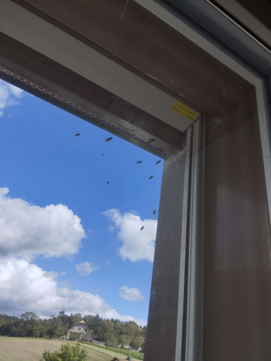 Bee nest at the house remove