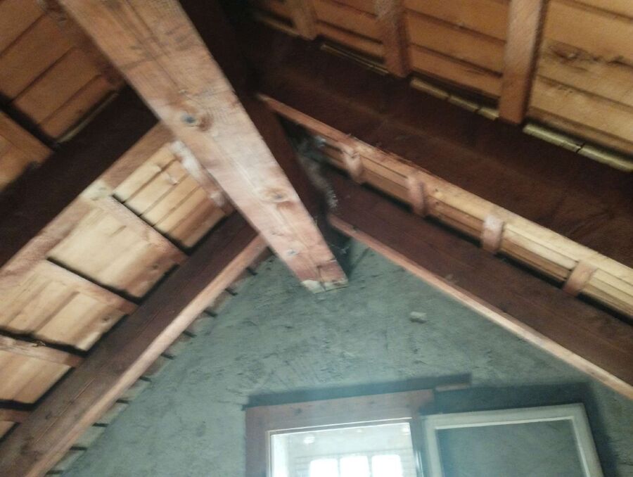 Relocate bees & remove bee nest