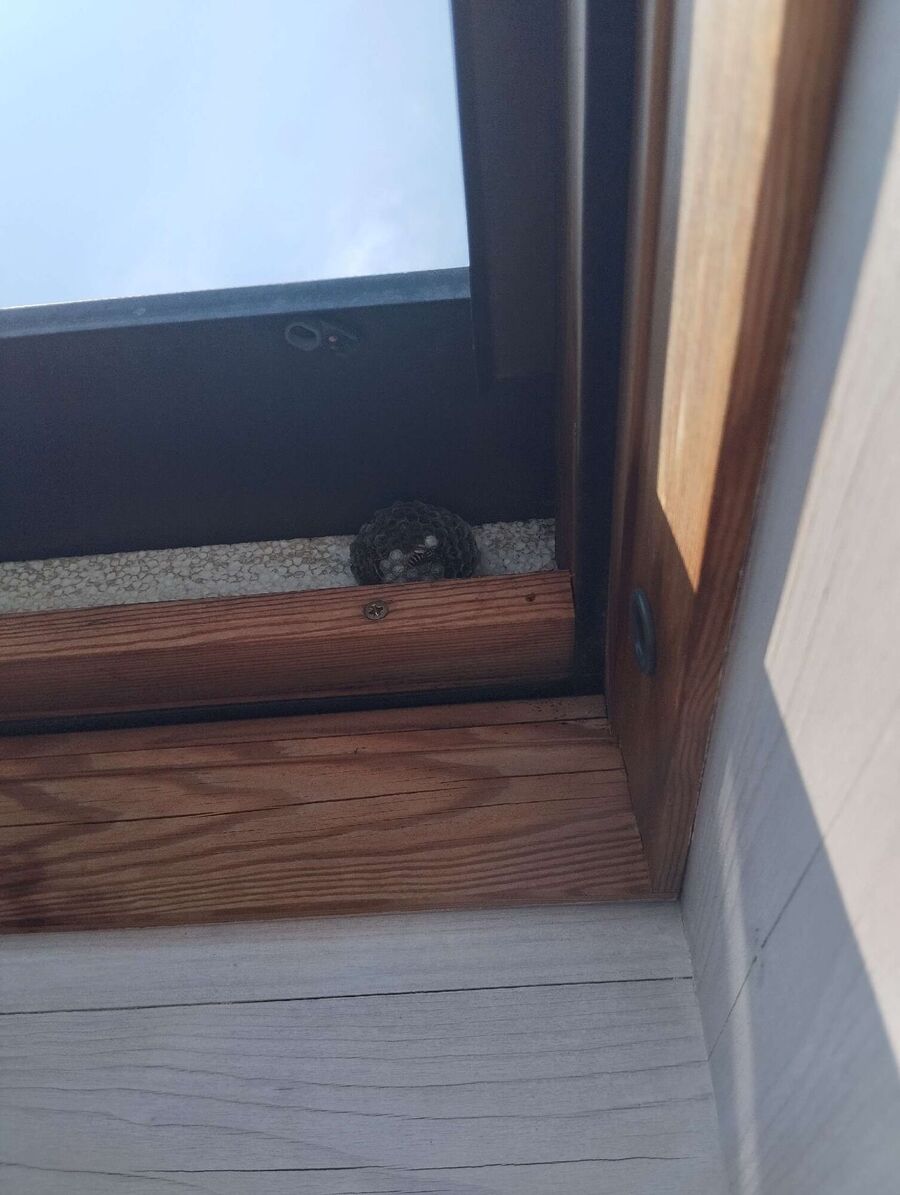 Bee nest at the house remove