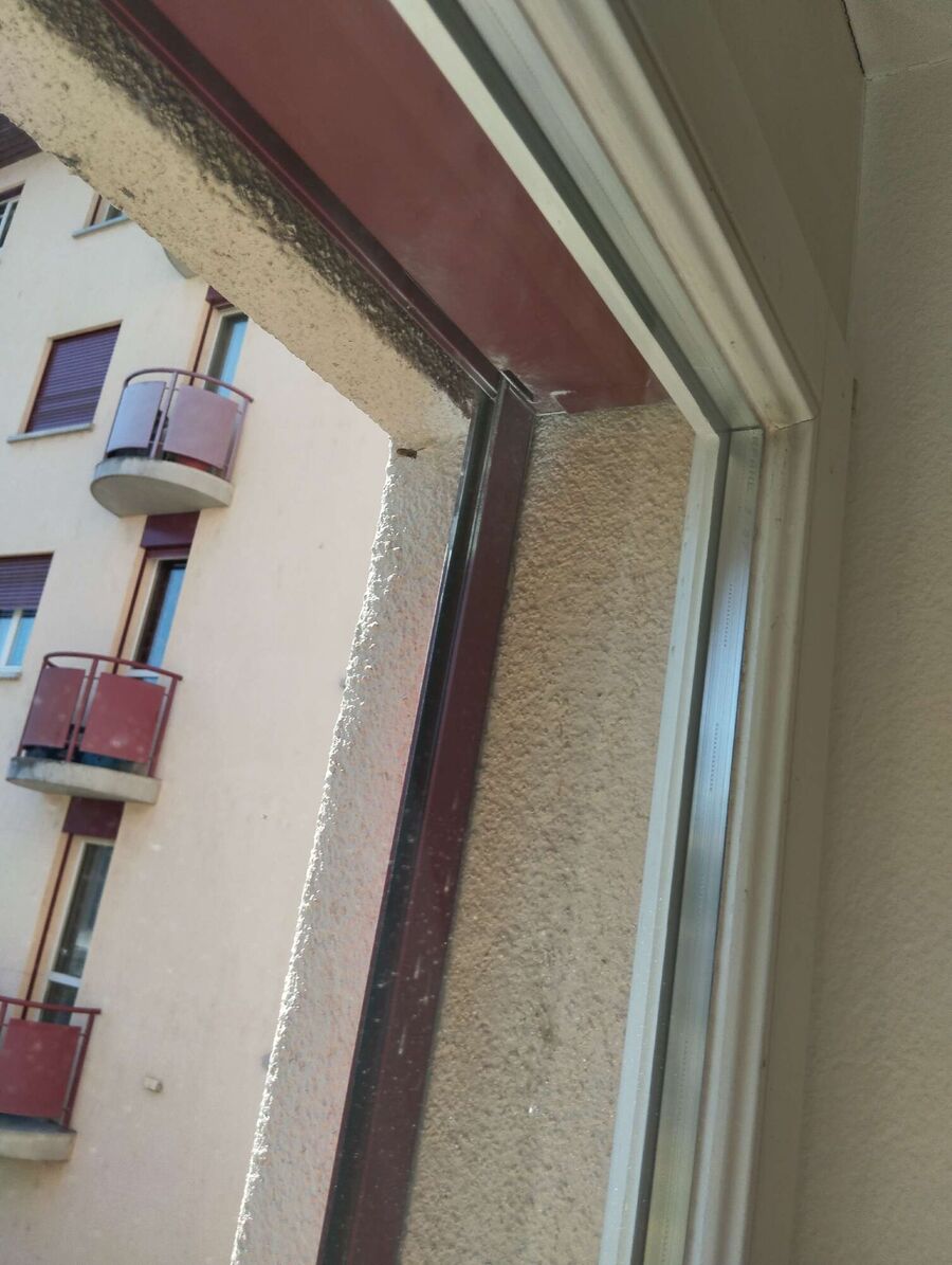 Relocate bees & remove bee nest