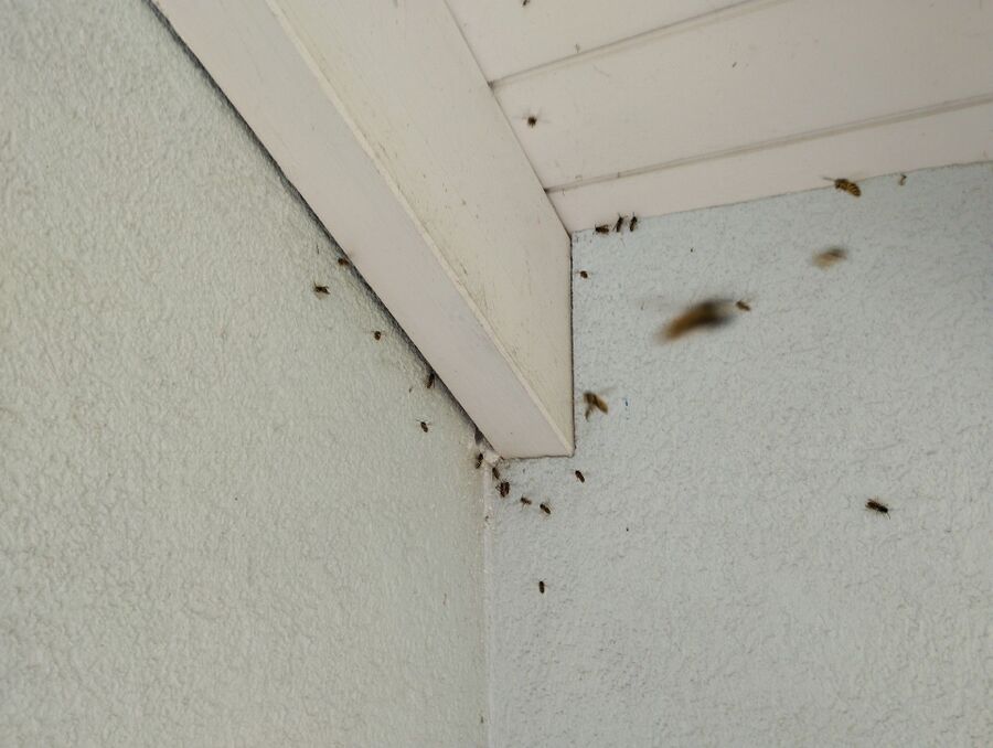 Bee nest at the house remove