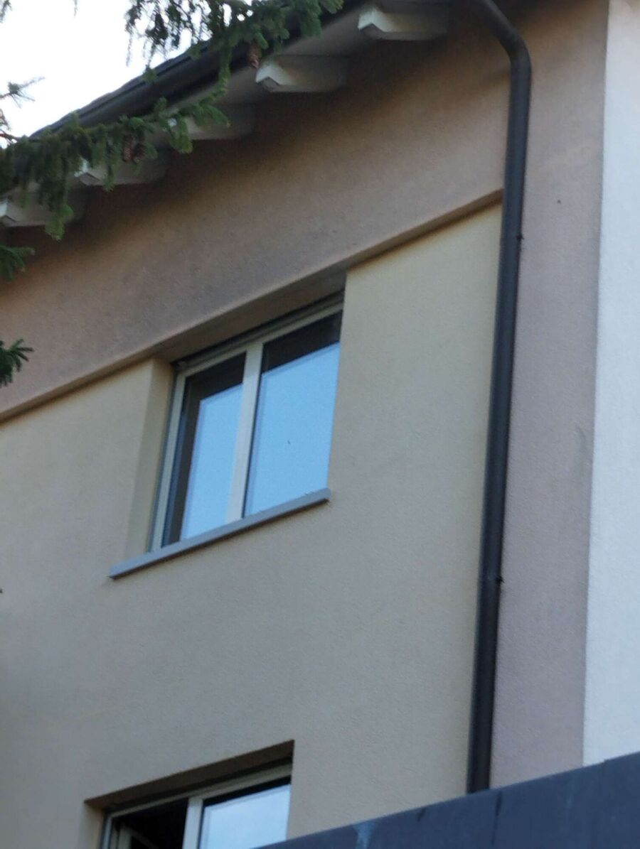 Relocate bees & remove bee nest