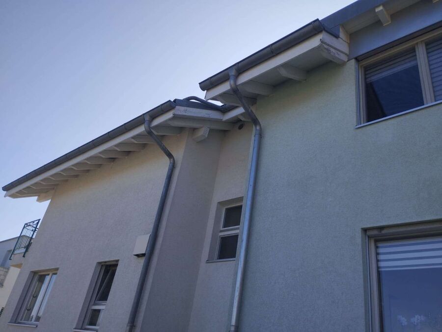 Relocate bees & remove bee nest