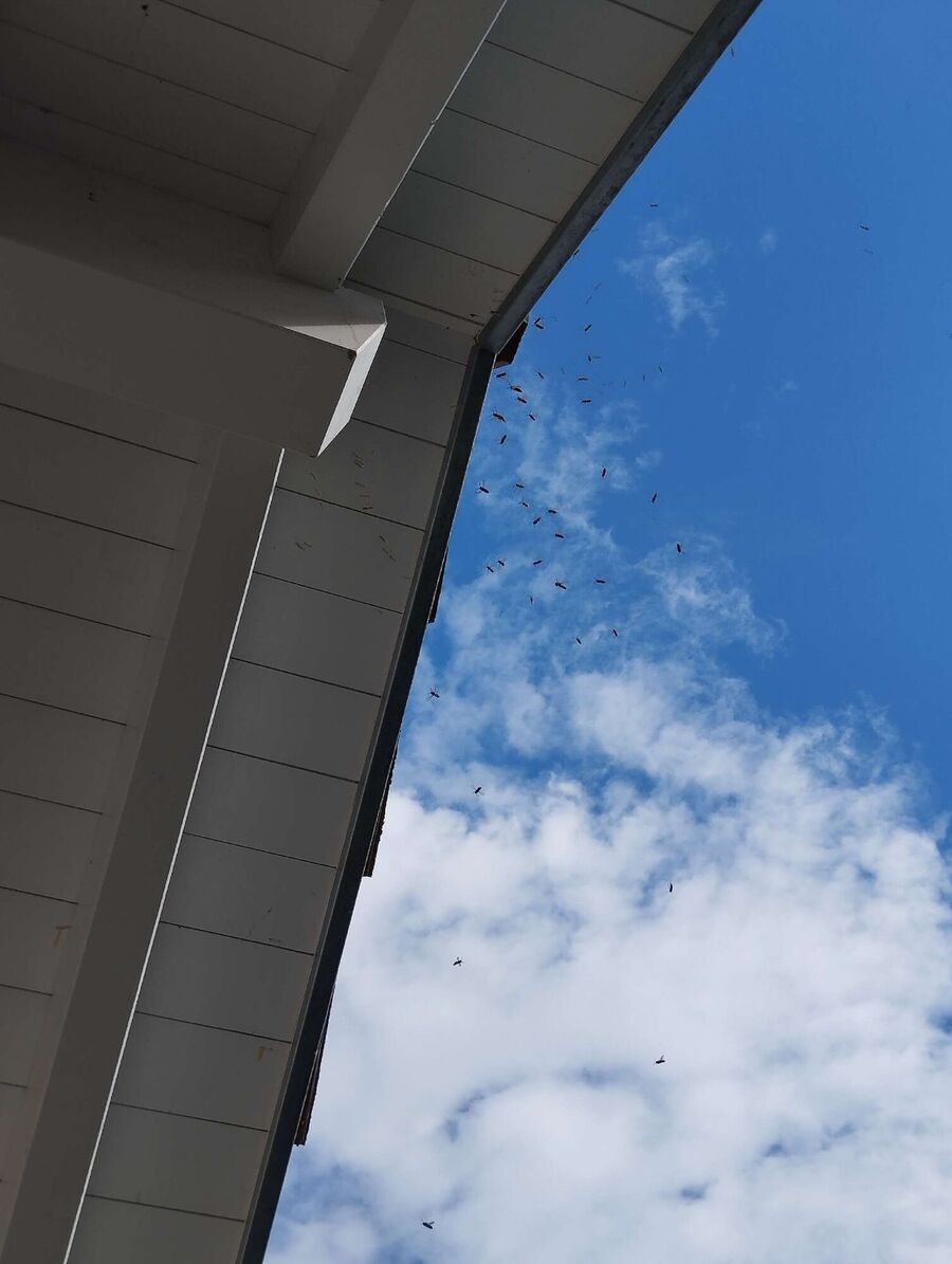 Bee nest at the house remove